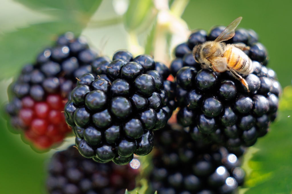 Die Brombeer-Koalition aus CDU, BSW und SPD will weiterhin gesprächsbereit bleiben. (Symbol-Archivbild)