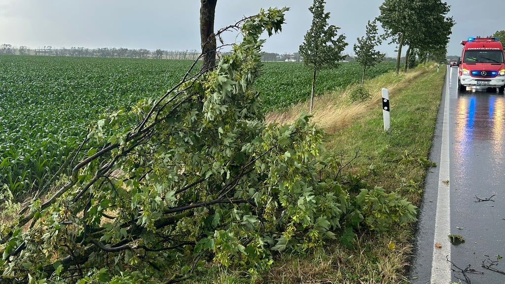 Ein umgestürzter Baum auf der B180 konnte am frühen Abend von der Ascherslebener Feuerwehr mit Muskelkraft beseitigt werden.