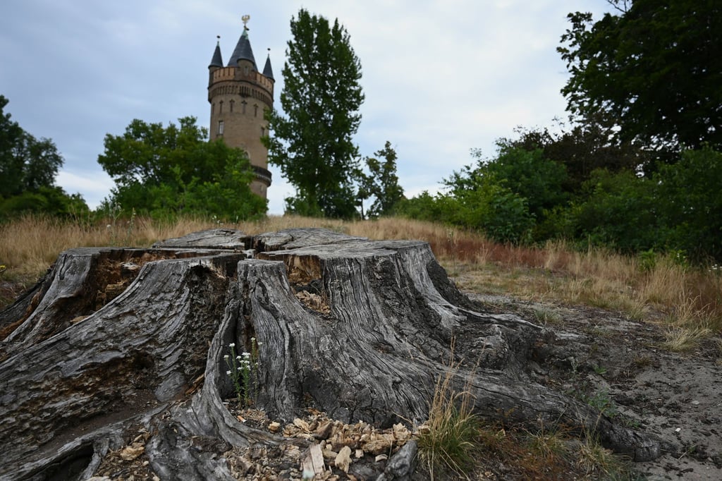Der Park Babelsberg ist von der Trockenheit deutlich gezeichnet.