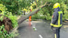 Einsatzkräfte der Feuerwehr arbeiten auf einer Straße, die durch einen durch schwere Böen entwurzelten Baum, blockiert ist.