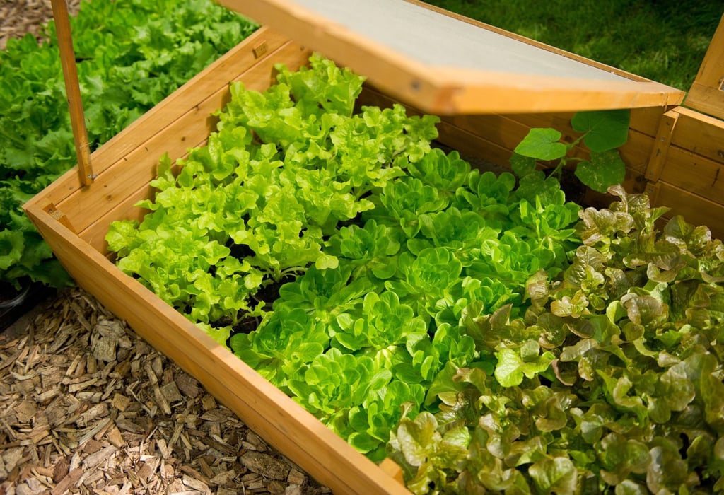 Besser spät als nie: Salate kann man jetzt als Jungpflanzen ins Beet setzen.