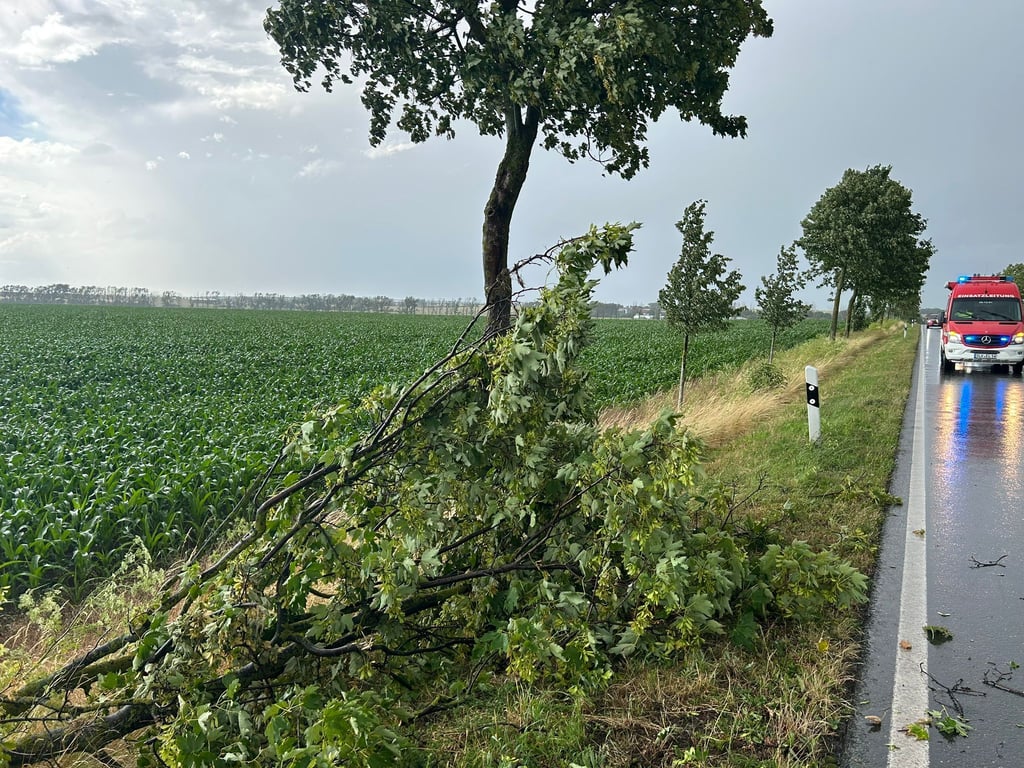 Ein umgestürzter Baum auf der B180 konnte am frühen Abend von der Ascherslebener Feuerwehr mit Muskelkraft beseitigt werden.
