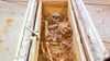 Das geöffnete Grab von Kaiser Otto im Dom zu Magdeburg: Per Video wurden Aufnahmen aus dem abgeschirmten Bereich übertragen.