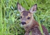 Versteckt im Gras: Rehkitze sind bei Mäharbeiten besonders gefährdet. Die Parks in Magdeburg sind dabei keine Ausnahme.