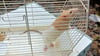 Die ausgestzte Farbratte konnte durch eine Finderin mittels Vogelkäfig eingefangen werden.