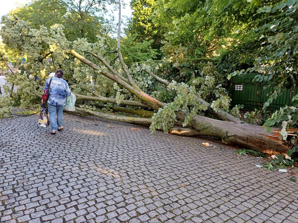 Bei dem Unwetter sind viele Bäume umgestürzt, das Betreten von Grünanlagen ist weiter gefährlich.