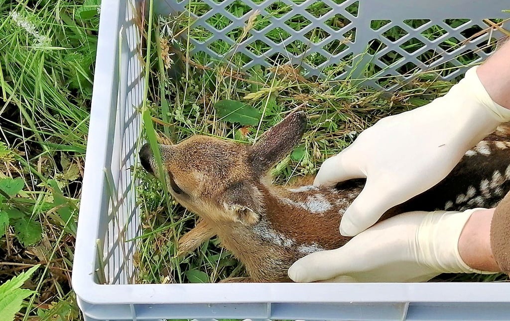 Dies ist eins von fünf Rehkitzen, die auf einem Feld bei Kleinkorga von den Jägern im Jessener Land gerettet wurden.