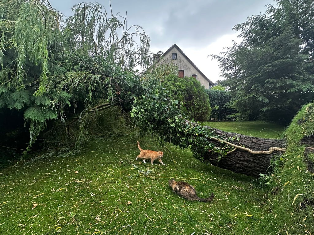 Umgestürzte Bäume gab es in der gesamten Einheitsgemeinde Hansestadt Gardelegen. Diese schöne große Weide stand im Garten der Familie Hietel-Heuer.