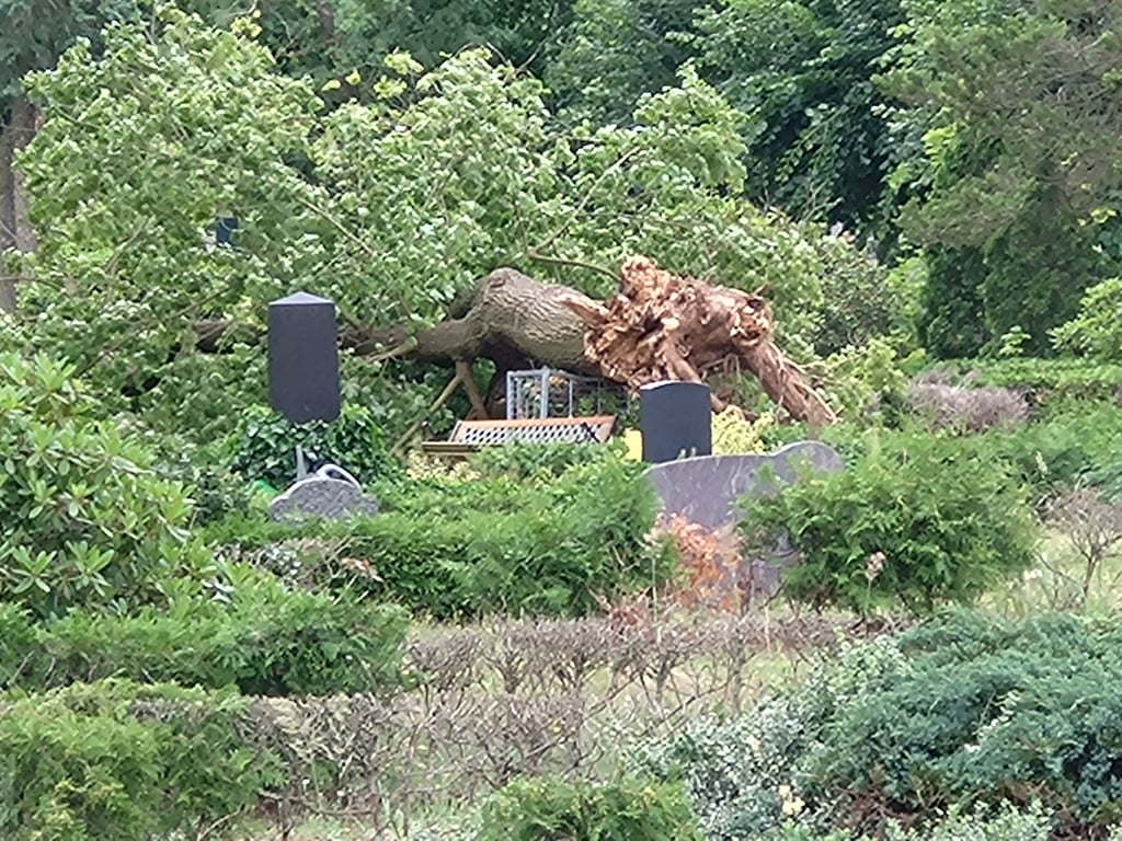 Riesige Bäume stürzten auf dem Gardelegener Friedhof an der Bismarker Straße um. Diese Linde begrub unter anderem die Abfallbehältnisse unter sich.