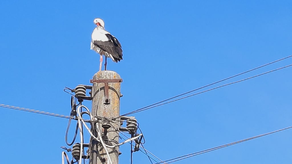 Auf diesem Mast in Süplingen darf der Storch zurzeit nicht Nisten - Kuzrschlussgefahr.