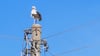Auf diesem Mast in Süplingen darf der Storch zurzeit nicht Nisten - Kuzrschlussgefahr. 
