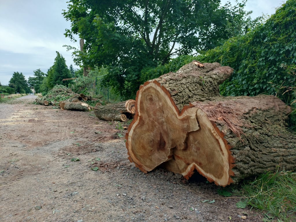 Viel zu tun hatten die Rettungskräfte, die auch solche Baumriesen wie am Kuhschlagweg in Gardelegen, beräumen mussten.