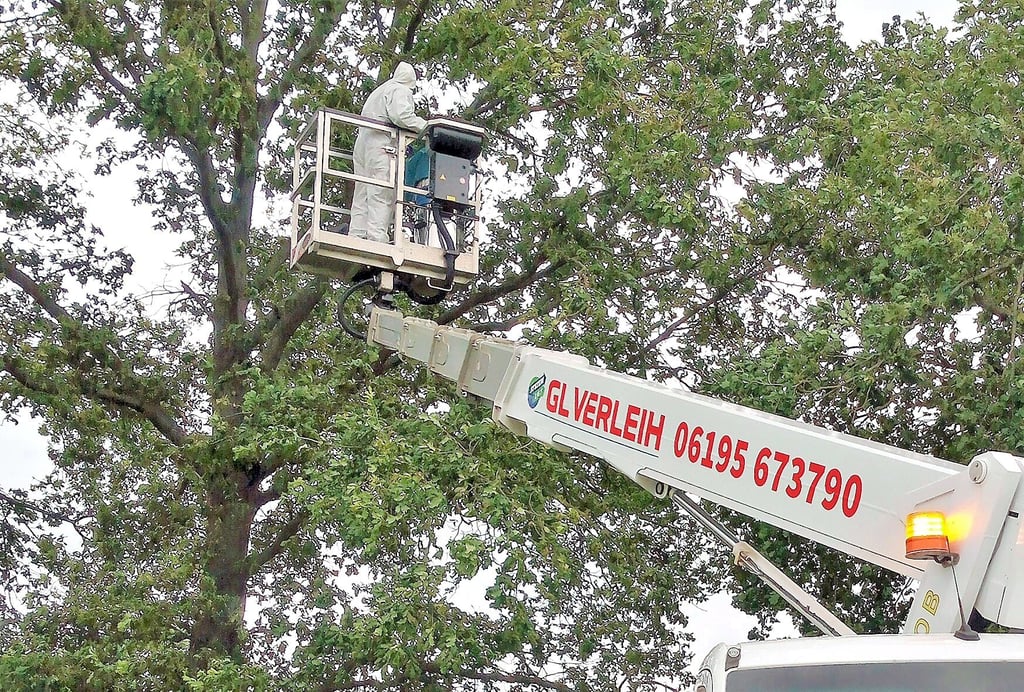 Die Stadt Gardelegen hat mit der mechanischen Behandlung des Eichenprozessionsspinners mittels Absaugen der Nester begonnen. Für den extrem betroffenen Ort Miesterhorst gibt es Auflagen.