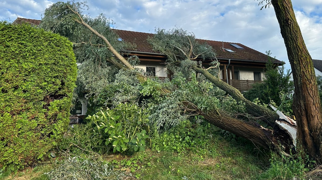 Pappeln sind auf ein Haus an der