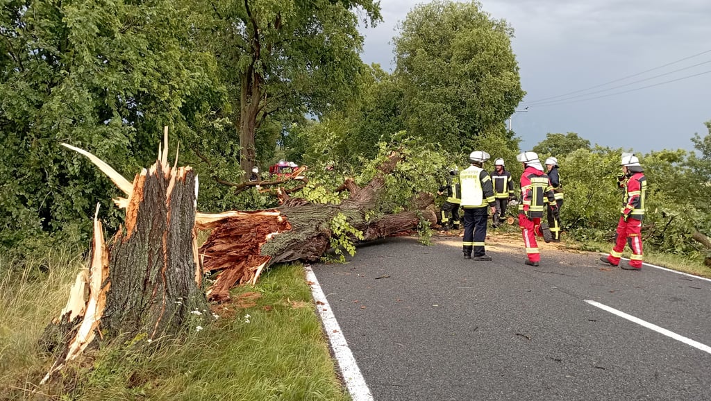 Nach Montag gab es am Donnerstag, 26. Juni 2025, den nächsten heftigen Sturm, der viele Bäume umgeknickt hat. Bei Warnau war eine große Linde auf die Landesstraße 2 gestürzt. Im Elb-Havel-Winkel hat es über 20 Einsätze gegeben.