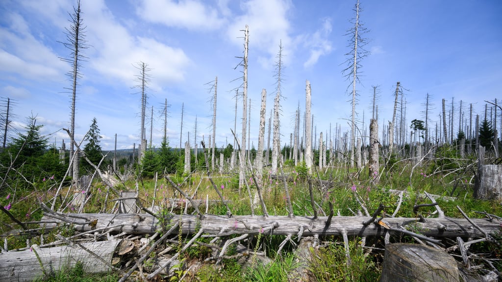 Schädlinge wie der Borkenkäfer, Trockenheit und Klimawandel haben zehntausende Hektar Wald Im Nationalpark Harz zerstört.
