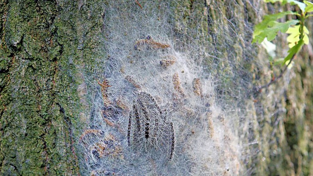Das Nest eines Eichenprozessionsspinners: Bürger sollen der Verbandsgemeinde Seehausen (Landkreis Stendal) melden, wenn sie welche in Ortschaften entdecken.
