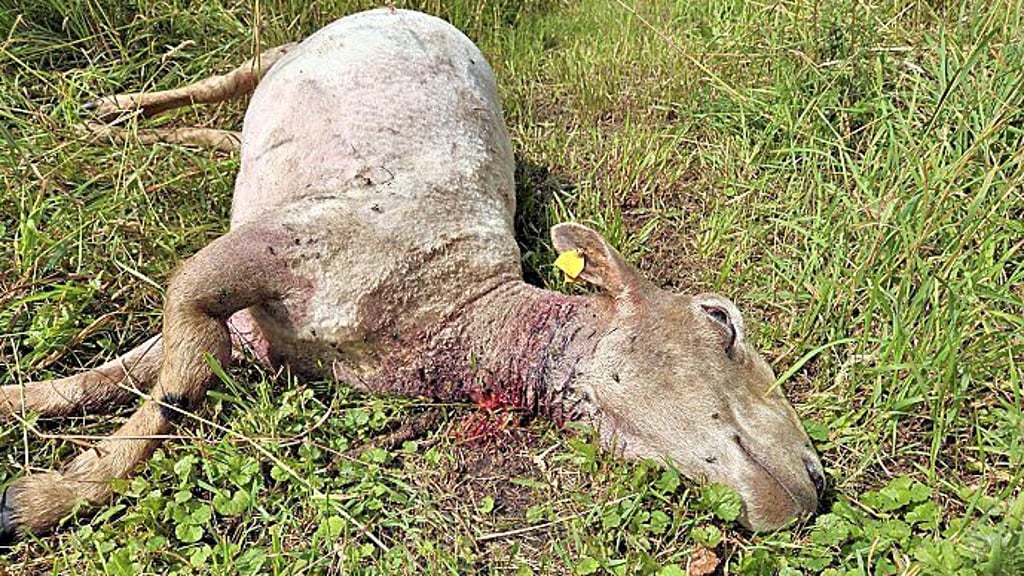In Damerow unweit von Havelberg wurde diese Woche ein Schaf gerissen. Ist ein Wolf der Verursacher?