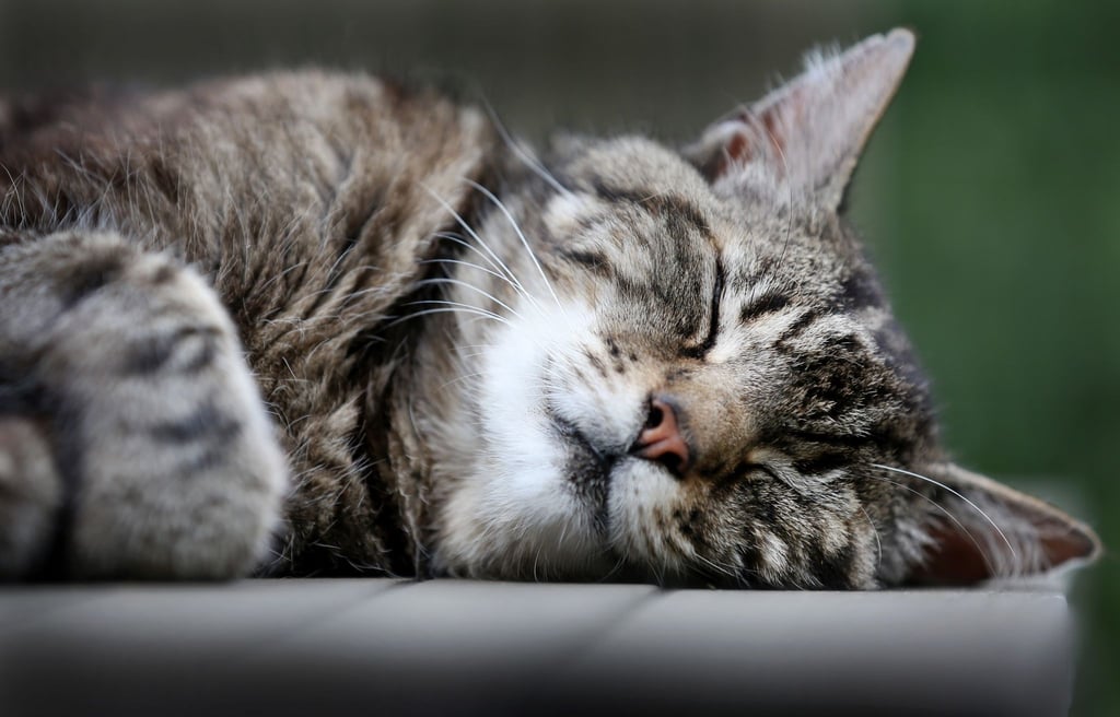 Katzen schlummern einer Studie zufolge am liebsten auf der linken Seite liegend. (Archivbild)