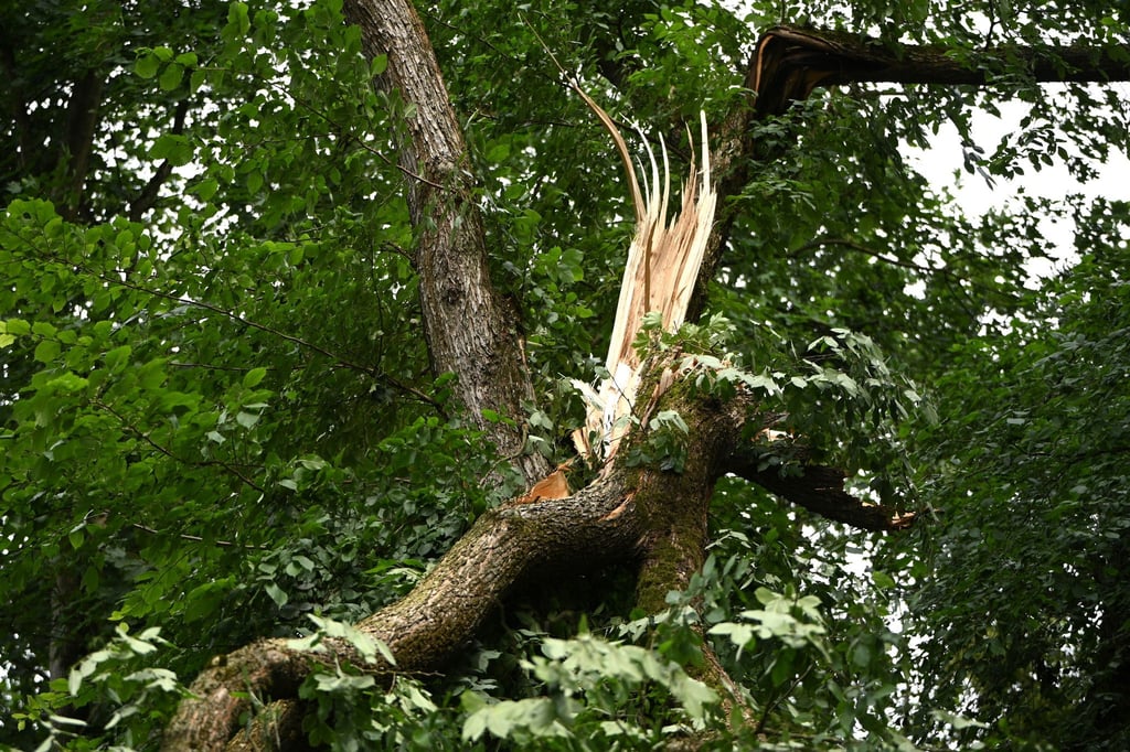 Der Tegeler Forst ist nach dem Unwetter vom Donnerstag vorerst gesperrt (Archivbild).