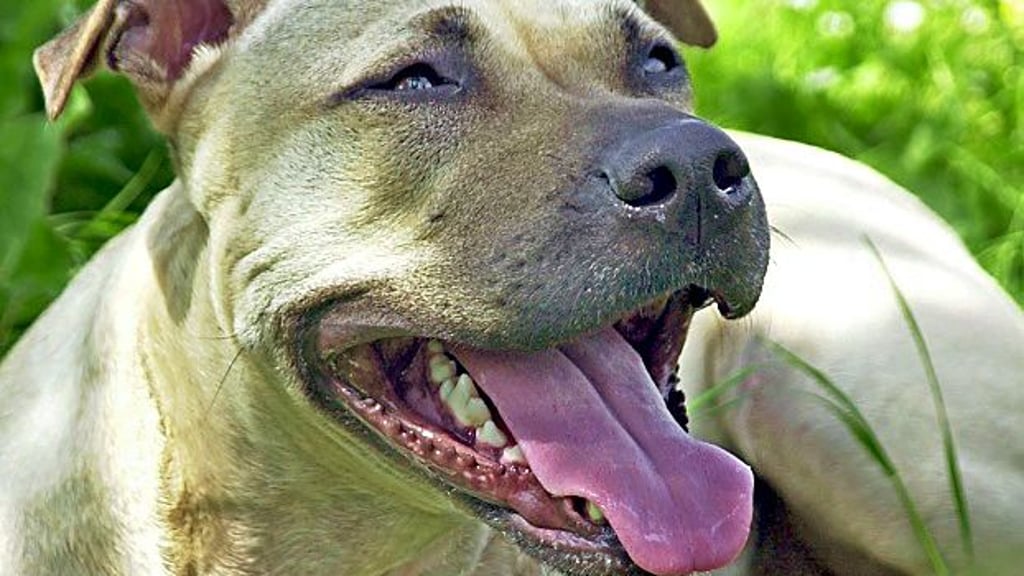 American Staffordshire Terrier gerlten als gefährliche Hunde.