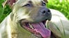  American Staffordshire Terrier gerlten als gefährliche Hunde. 