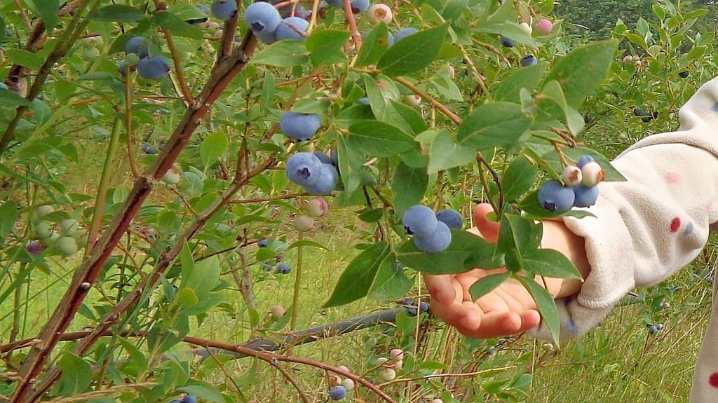Bald können auch von Kindern wieder die ersten Blaubeeren gepflückt werden.