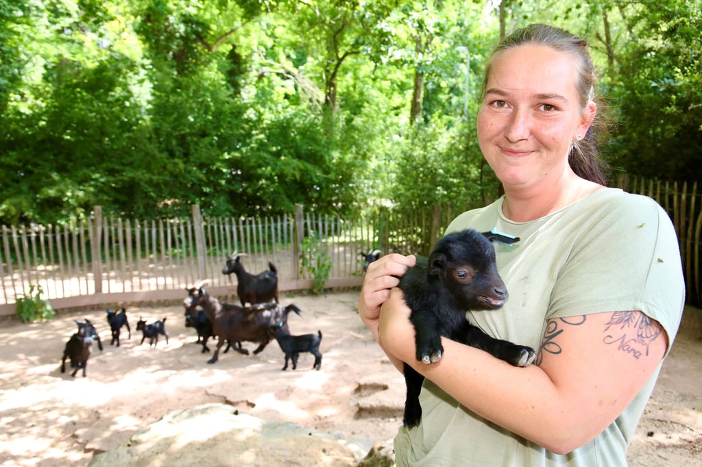 Ina Salewksi, Mitarbeiterin des Tiergartens in Bernburg, hält eines der insgesamt zwölf Ziegen-Lämmer auf dem Arm.