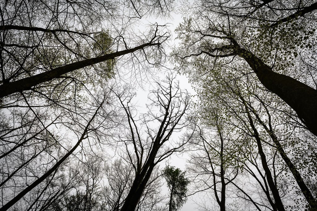 Die Leiche wurde im Reinhäuser Wald gefunden. Dort wachsen unter anderem Buchen. (Archivbild)