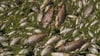 Fischer und Freiwillige bargen Tausende toter Fische aus einem tschechischen See nahe der Grenze zu Sachsen. Das Illustrationsbild zeigt ein früheres Fischsterben im Fluss Thaya in Tschechien.