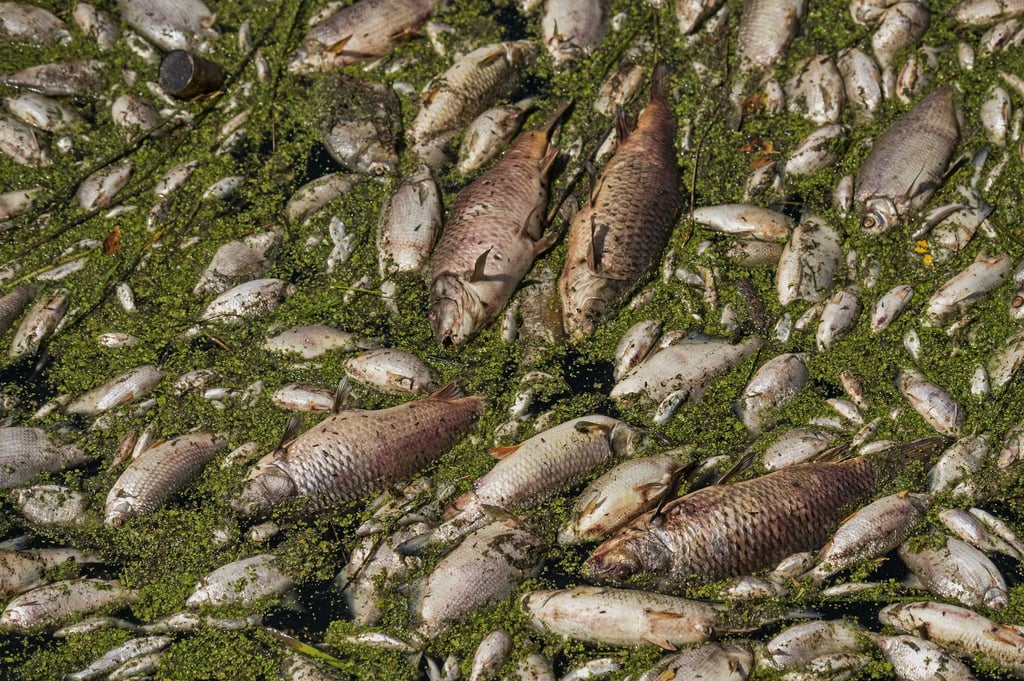 Fischer und Freiwillige bargen Tausende toter Fische aus einem tschechischen See nahe der Grenze zu Sachsen. Das Illustrationsbild zeigt ein früheres Fischsterben im Fluss Thaya in Tschechien.
