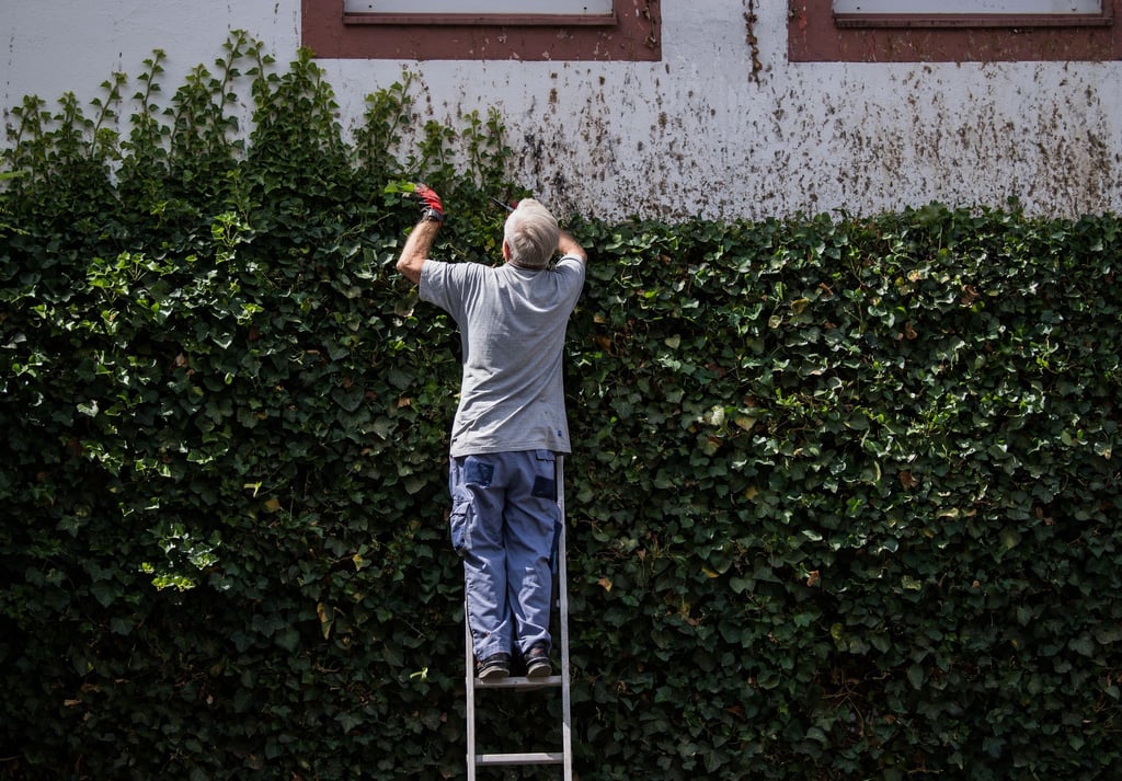 Naturschutz geht vor: Während der Brutzeit dürfen Hecken nicht radikal gestutzt werden.