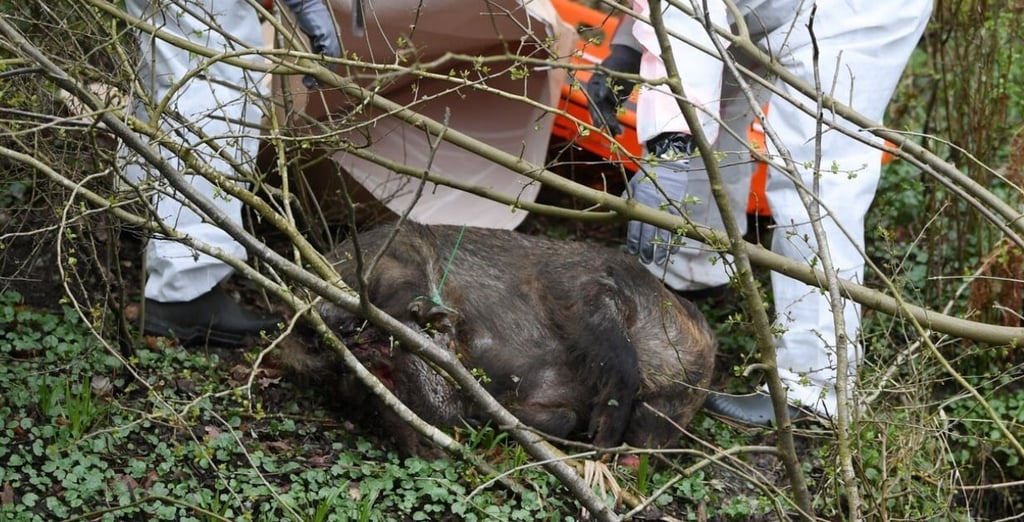 Teile eines verwesenden Wildschweins wurden in einem Plastiksack bei Bad Lauchstädt gefunden.