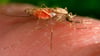 Malaria wird von Mücken übertragen.
