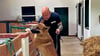 Eine Spur führt  den Hund in den Stall - Diensthundeführerschule Pretzsch im Tierpark zur Übung.
