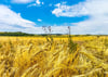 Das Getreide steht dieser Tage vielerorts hoch im Saalekreis – wie hier bei Gröst. Für die Landwirte startet die Erntesaison. 