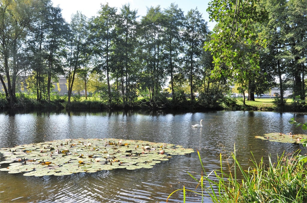 Schwanenteich im Genthiner Volkspark macht auch im Herbst seinem Namen alle Ehre.