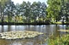Schwanenteich im Genthiner Volkspark macht auch im Herbst seinem Namen alle Ehre.