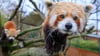 Die Roten Panda-Babys aus dem Görlitzer Tierpark haben einen ersten Gesundheitscheck absolviert (Archivbild).
