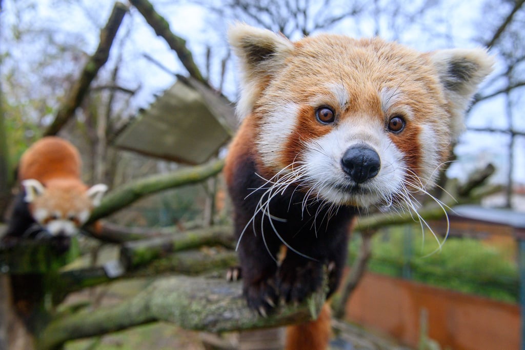 Was ist denn hier los?, fragt sich der Rote Panda "Brian" aus dem Zoo Magdeburg. Jubiäumsparty!!!