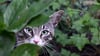Wildlaufende Katzen im Fokus.