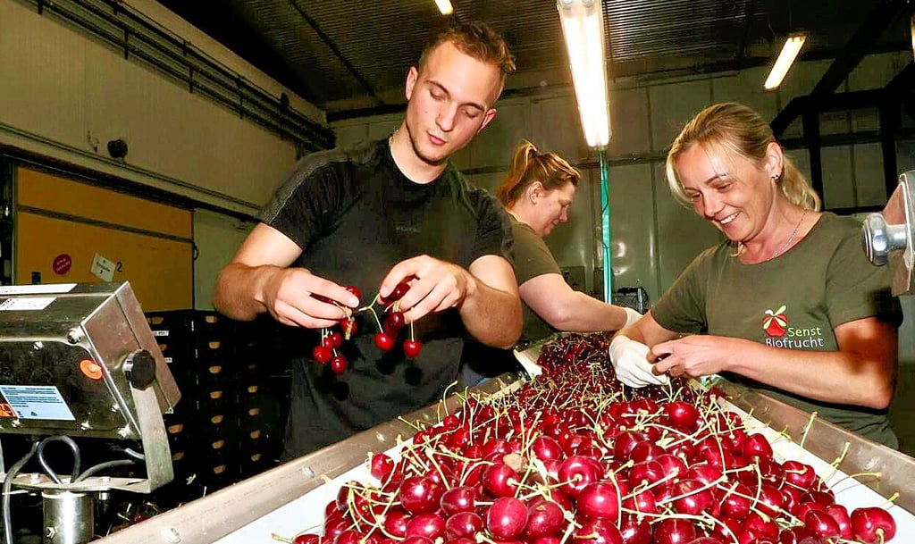 Die Mitarbeiter von Senst Biofrucht haben einen der kühlsten Arbeitsplätze.