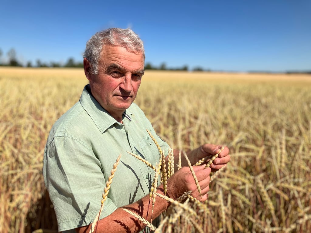 Landwirt Hartmut Hoffmann prüft das Getreide: Hitze und Trockenheit setzen den Pflanzen zu.
