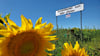 In Wolmirstedt und Umgebung gibt es mittlerweile viele Angebote, die auf  Vertrauensbasis laufen. Neu ist in diesem Jahr ein Sonnenblumenfeld zum Selberpflücken.