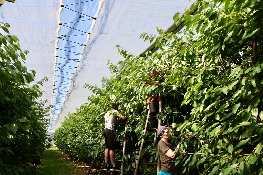 Senst Biofrucht hat seine Kirschplantage in Plößnitz.