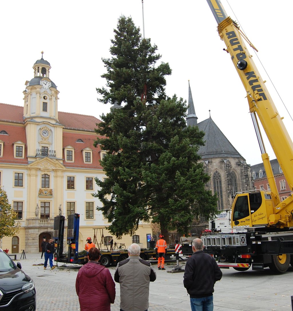 Ein Archivfoto von der Anlieferung des 2024er Weihnachtsbaums auf dem Marktplatz in Weißenfels