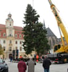 Ein Archivfoto von der Anlieferung des 2024er Weihnachtsbaums  auf dem Marktplatz in Weißenfels