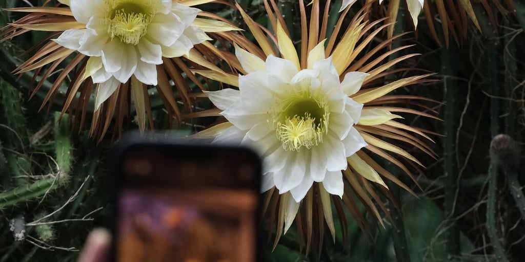 Am Dienstag sollten sich die Blüten wieder für eine Nacht öffnen. (Archivbild)