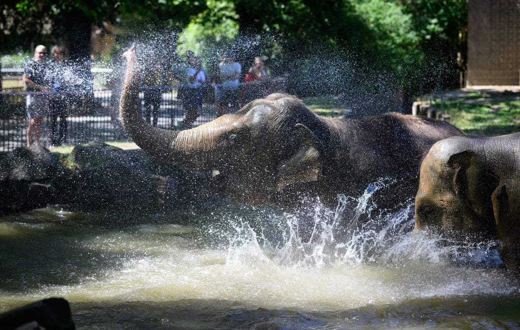 Die Elefanten im Berliner Zoo verschaffen sich eine Abkühlung. (Symbolbild)