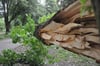 Der Sturm, der am 26. Juni 2025 durch Stendal  gezogen ist, hat im Park am Schwanenteich seine Spuren hinterlassen. 